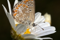 Le Collier-de-corail ou Argus brun (Lpidoptre - Lycaenidae - Aricia agestis)